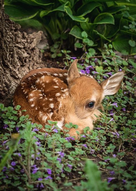 cute deer images|More.